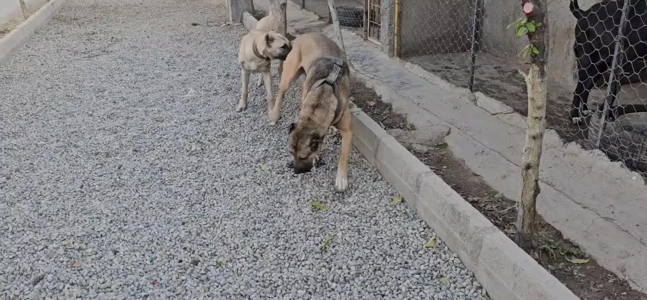 سگ سرابی نر|سگ|ماهدشت, |دیوار