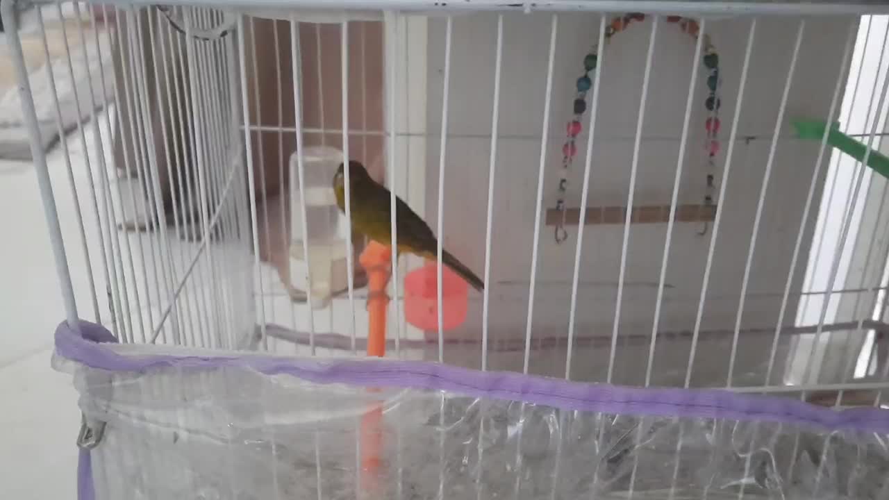 تعدادی قناری ماده و جوجه فائو|پرنده|مشهد, کوشش|دیوار