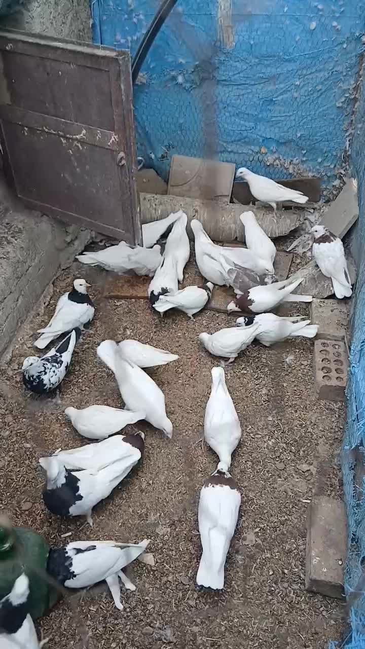 کبوتر|پرنده|زرند, |دیوار