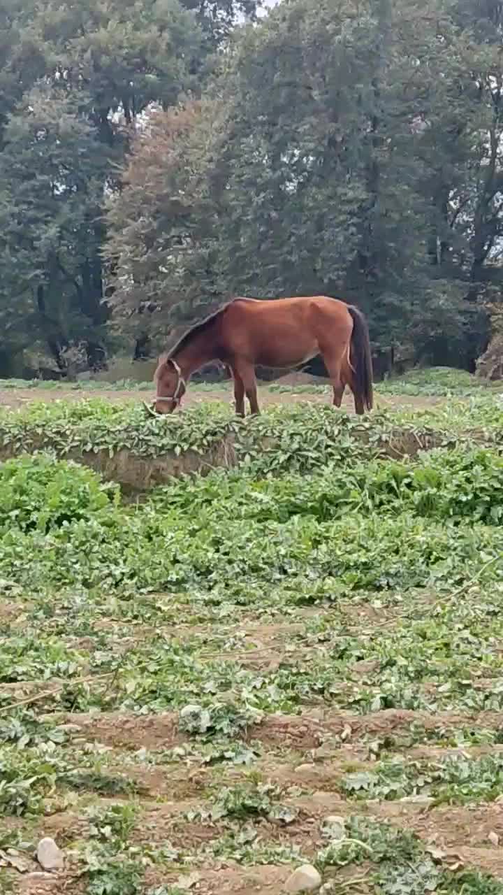 مادیان 7ماه شکم داره کرش هم 8ماهه|اسب و تجهیزات اسب‌سواری|گرگان, |دیوار