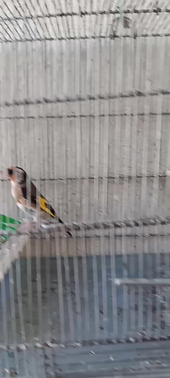 سهره نره نقاب قفل سرو نقاب دار|پرنده|کهریزک, |دیوار