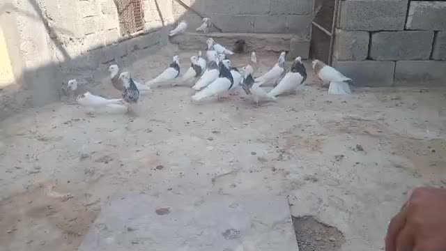 طوقی نامبر وان|پرنده|پارسیان, |دیوار