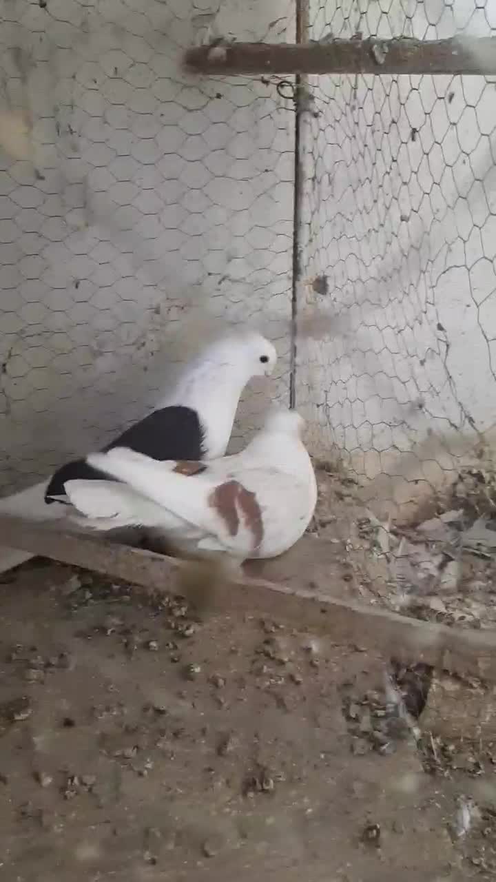 دوکت هفت رنگ .طوقی.دورگ|پرنده|فولادشهر, C3|دیوار