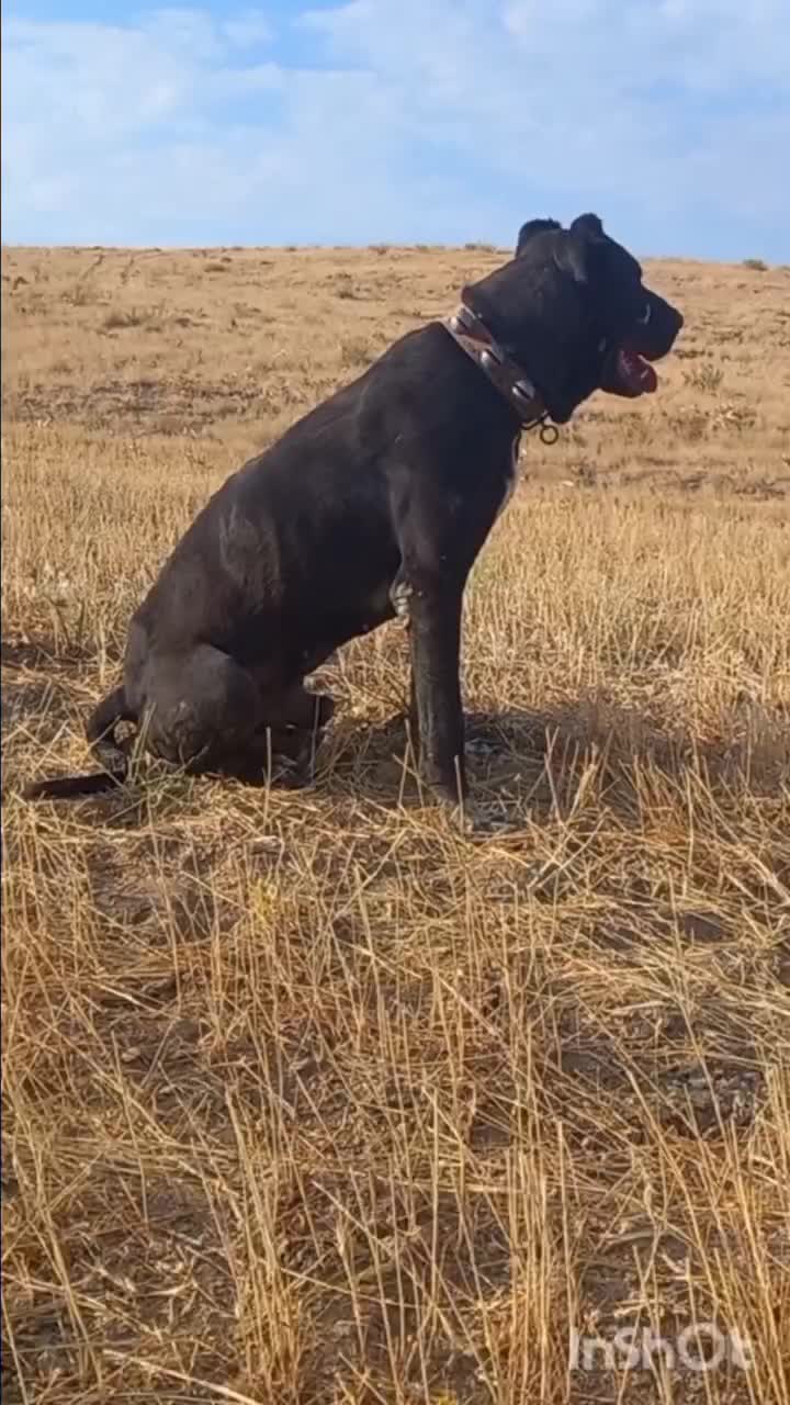 سراب خالص|سگ|ملایر, |دیوار