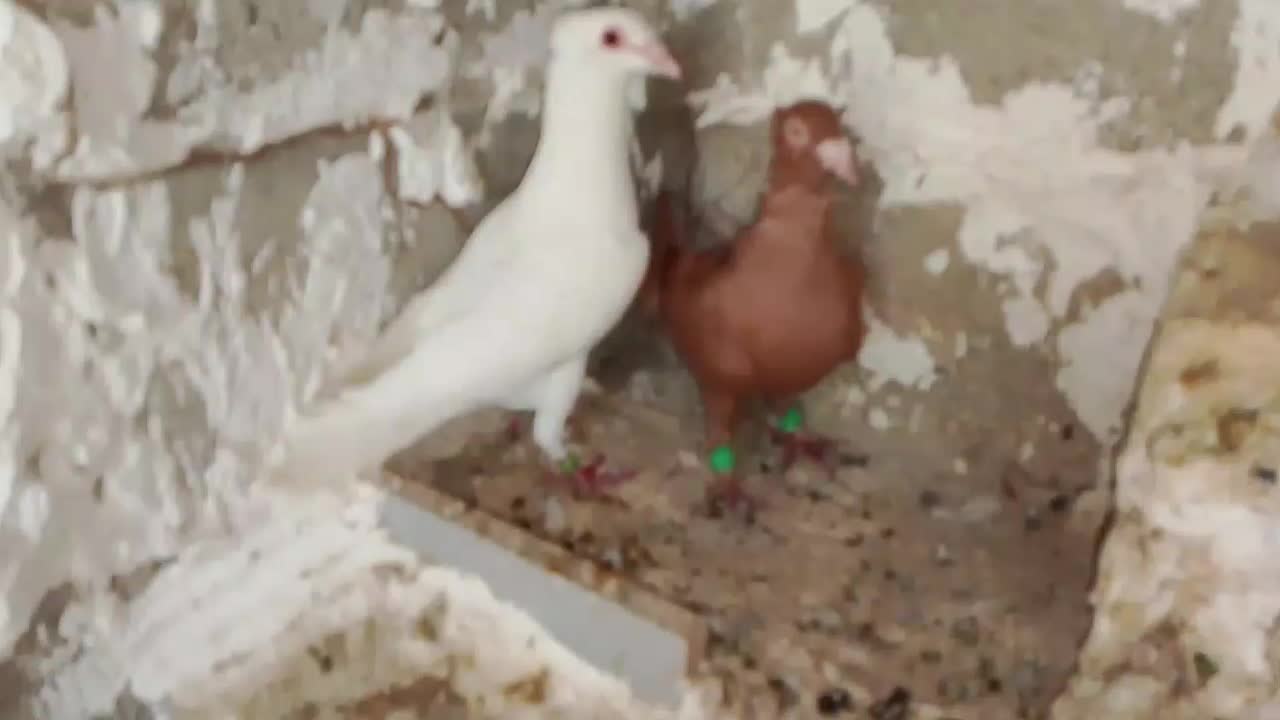 سه عدد یهودی|پرنده|مهر, |دیوار