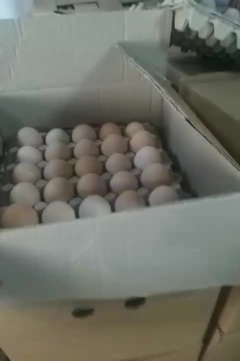 تخم مرغ محلی قیمت کارتن۱۸۰ عددی وزن بالا درشت|خوردنی و آشامیدنی|تهران, شهرک طالقانی|دیوار
