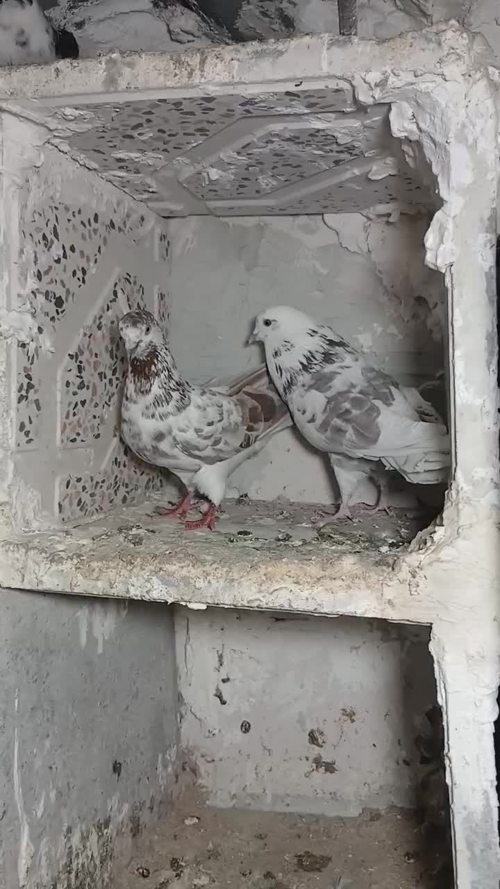 کبوتر|پرنده|اردبیل, |دیوار