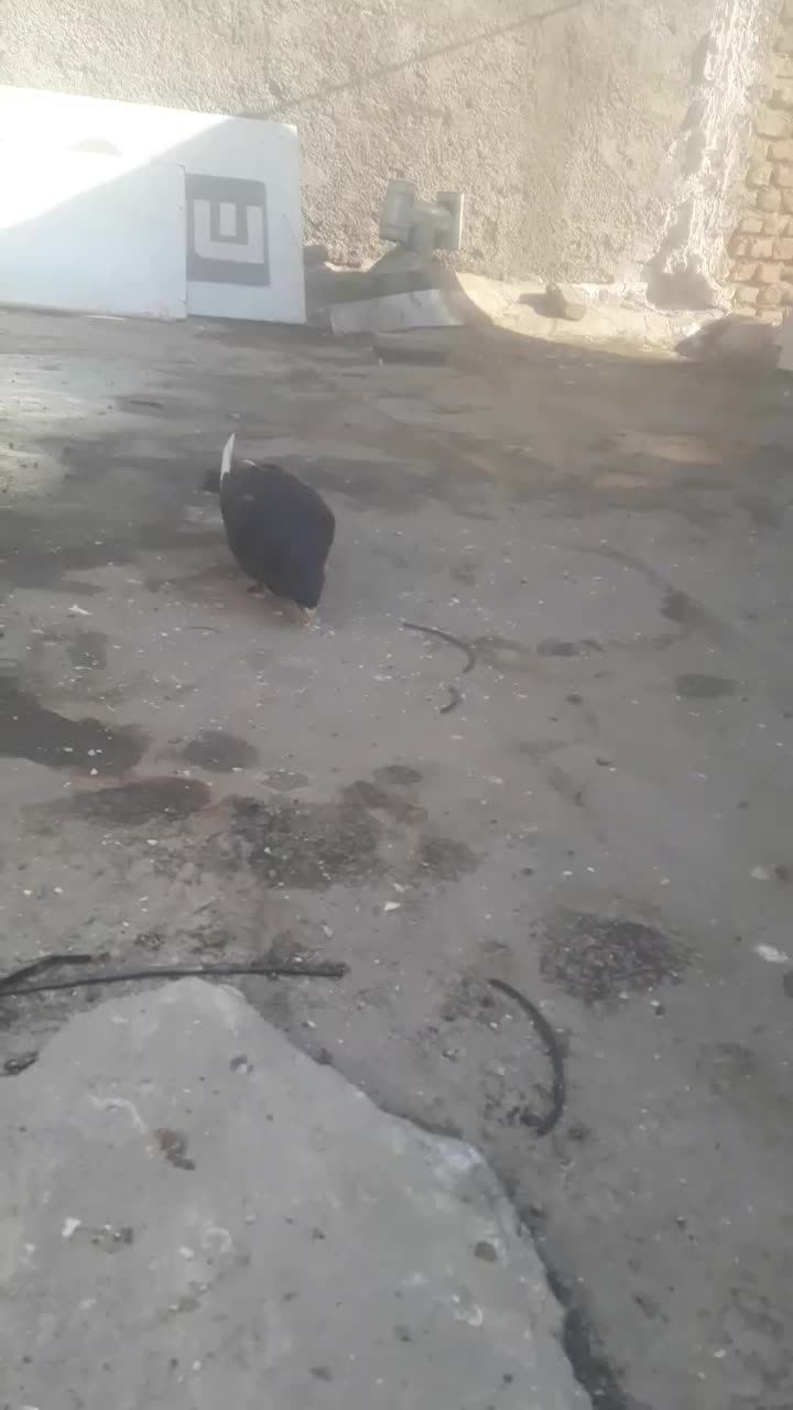 کبوتر‌پرشی‌جفتی نرماده چب‌کبود‌ماد‌دورشت ب|پرنده|قزوین, |دیوار