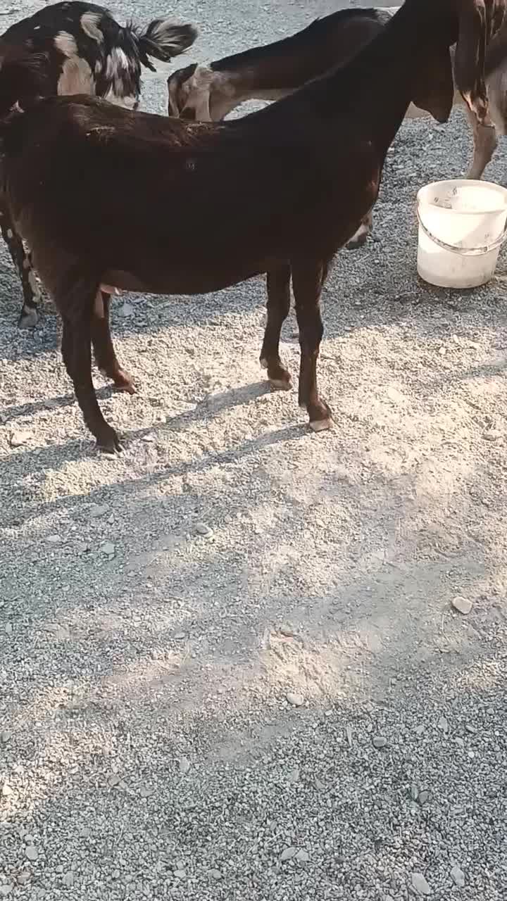 سه تا بز با پنجتا کهره مخصوص داشتی و ی گیسه مایع|حیوانات مزرعه|فاریاب, |دیوار