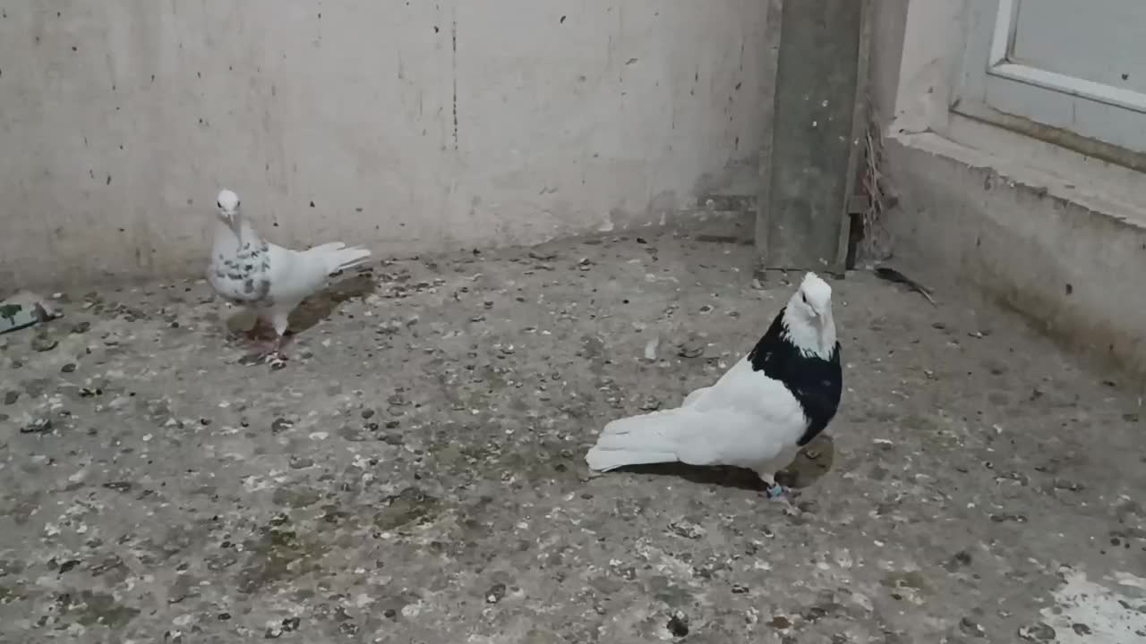 طوقی کاکلی و کله دم سبز|پرنده|همدان, |دیوار