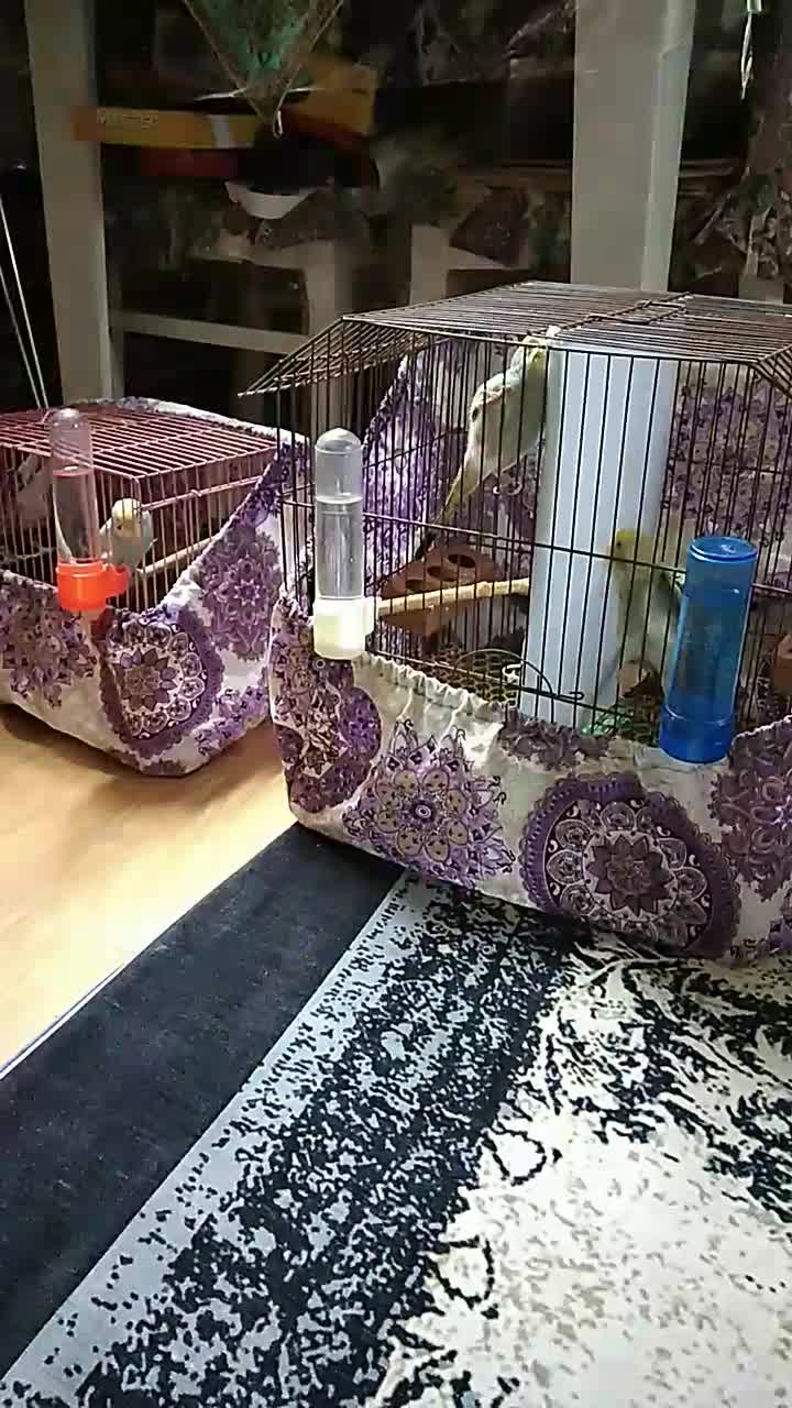 مرغ عشق سخنگو|پرنده|گرگان, |دیوار