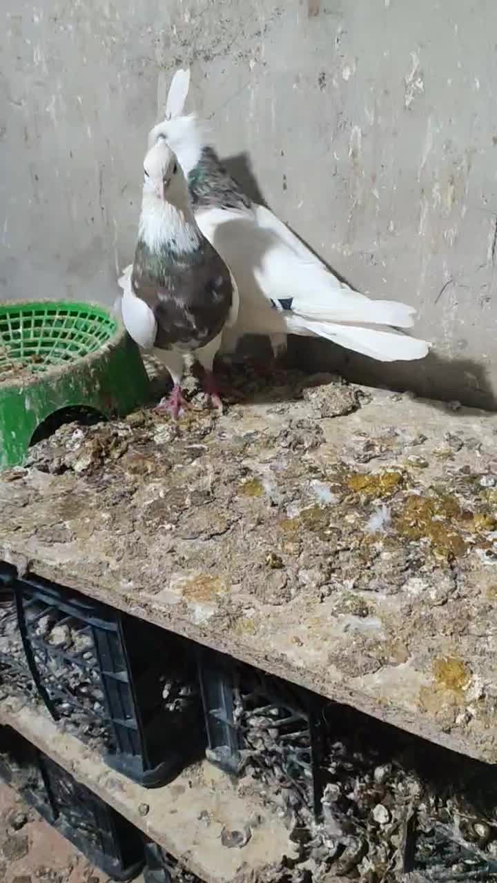 پرنده|پرنده|بهبهان, |دیوار