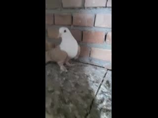 کبوتر رنگی|پرنده|گنبد کاووس, |دیوار