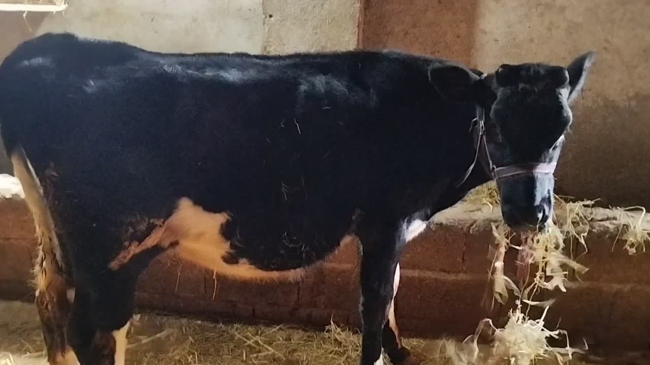 گوساله ماده هلشتاین آمریکایی ده ماهه|حیوانات مزرعه|تالش, جوکندان|دیوار