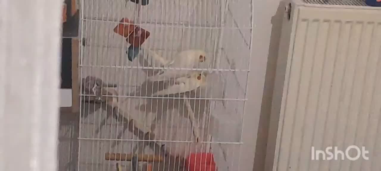 عروس هلندی مولد|پرنده|فولادشهر, مسکن مهر فولادشهر|دیوار