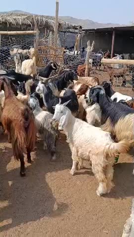 50 راس بز داشت آبستن|حیوانات مزرعه|جهرم, |دیوار