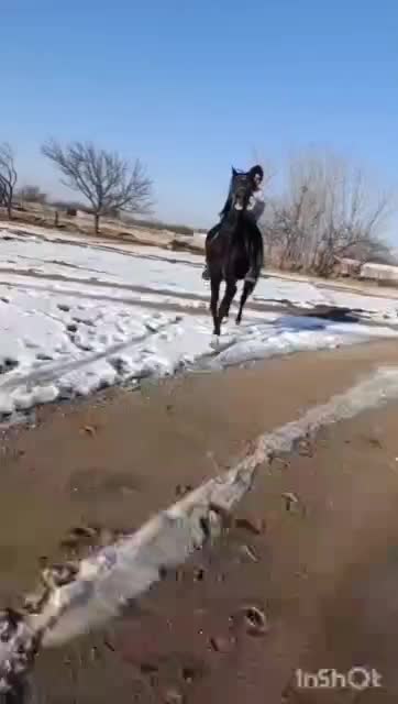 فروش اسب|اسب و تجهیزات اسبسواری|آبش احمد, |دیوار