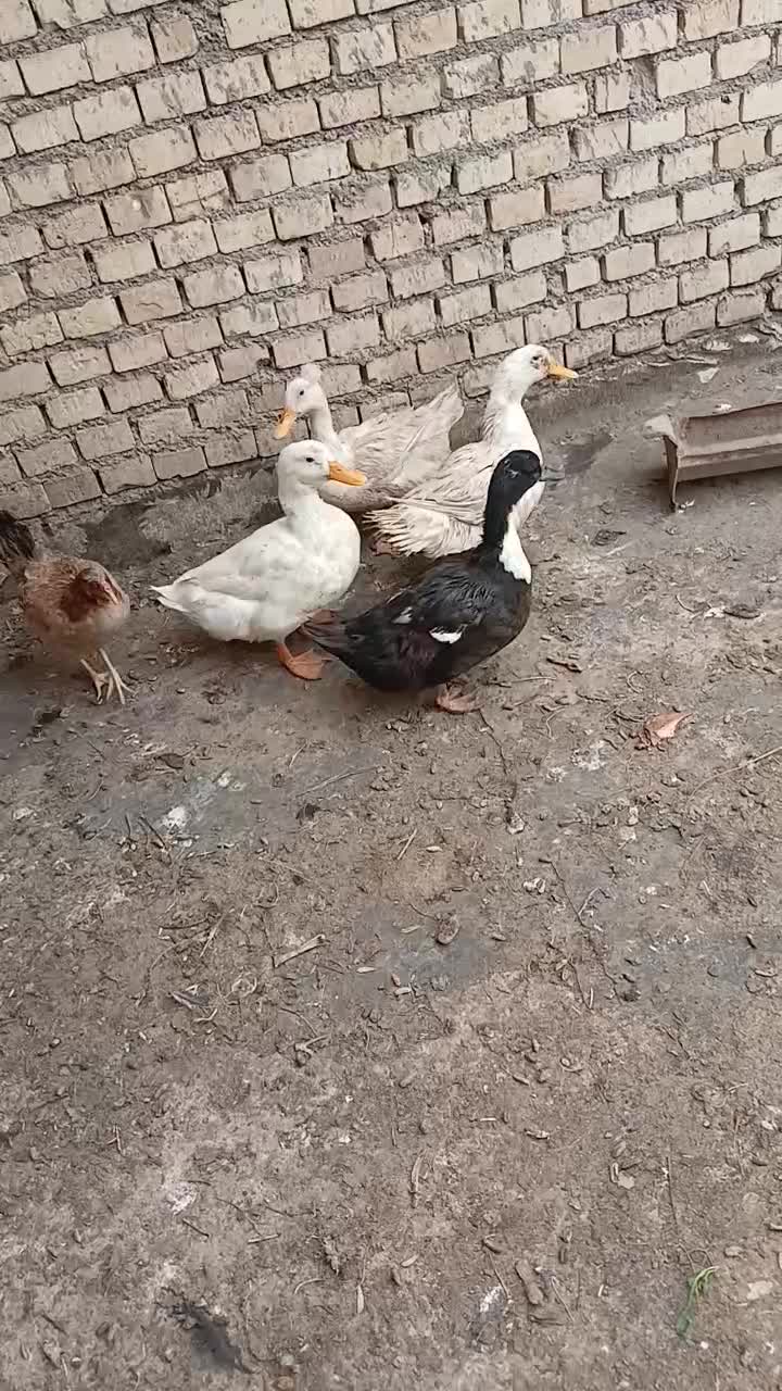 اردک|حیوانات|اهواز, اهواز|دیوار