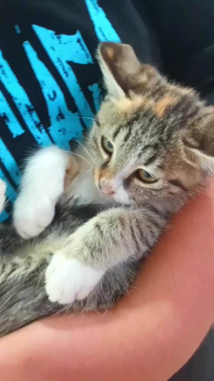 گربه نژاد DSH|گربه|قائمشهر, |دیوار