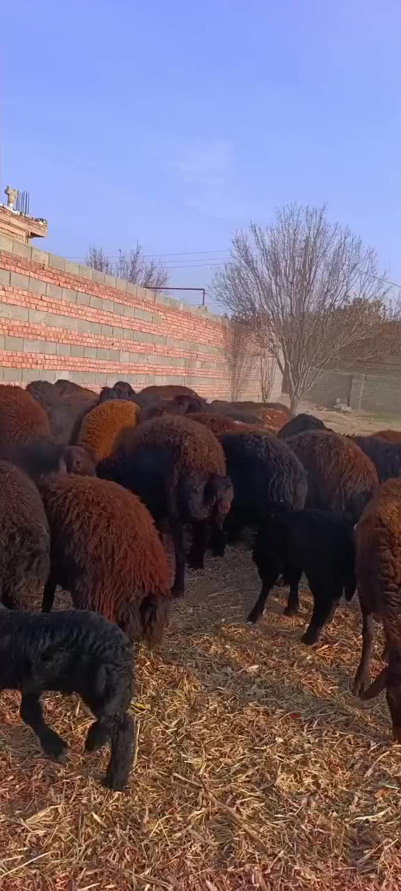 48 راس گوسفند عتیقه زاییده و آبستن سنگین|حیوانات مزرعه|تبریز, |دیوار