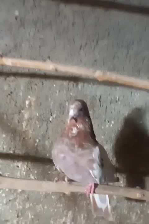 کفتر انگلیسی دهاتی پرشی|پرنده|کهریزک, |دیوار