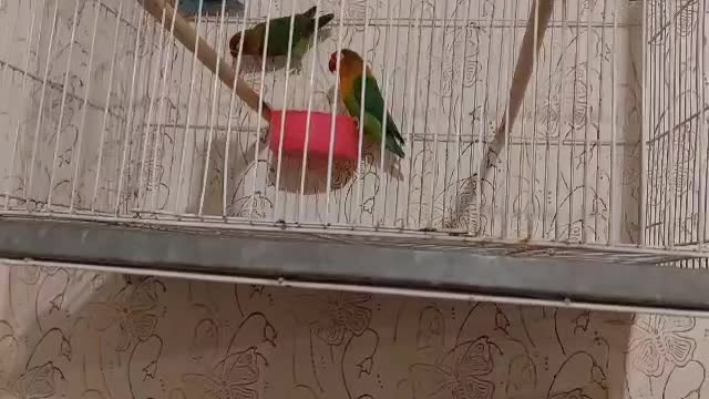 عروس کوتوله با جوجه|پرنده|مشهد, شهرک مهرگان|دیوار