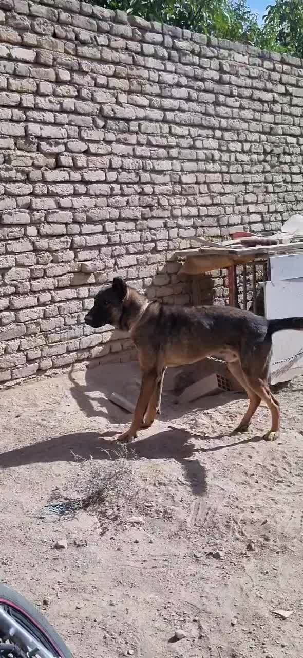 سگ سرابی|سگ|زنجان, |دیوار