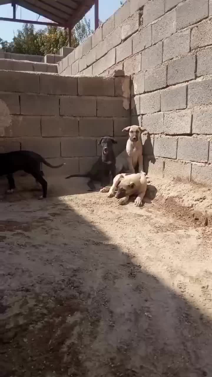 توله سگ|سگ|نسیم‌شهر, |دیوار