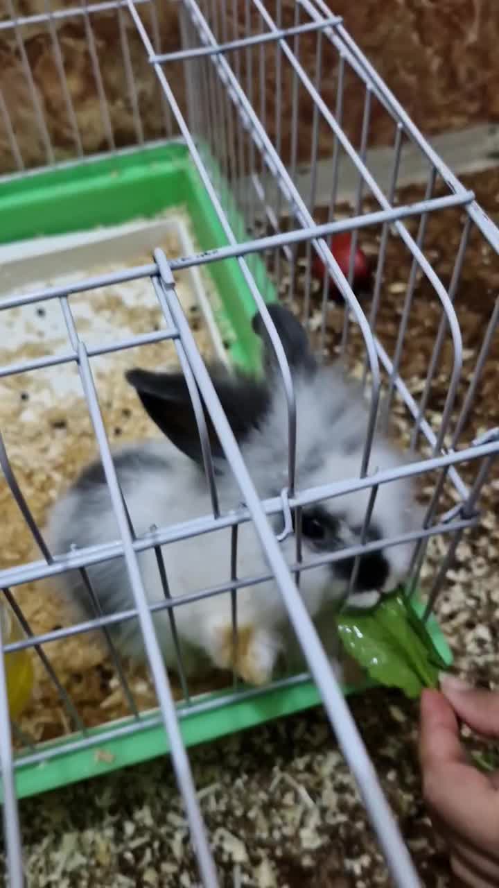 خرگوش بازیگوش|موش و خرگوش|قشم, |دیوار