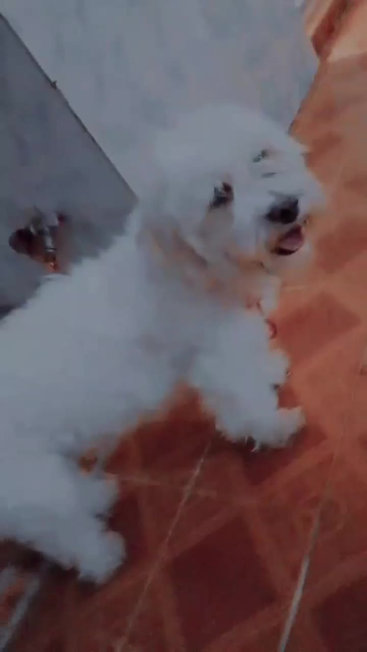 یک عدد سگ خونگی|سگ|شوشتر, |دیوار