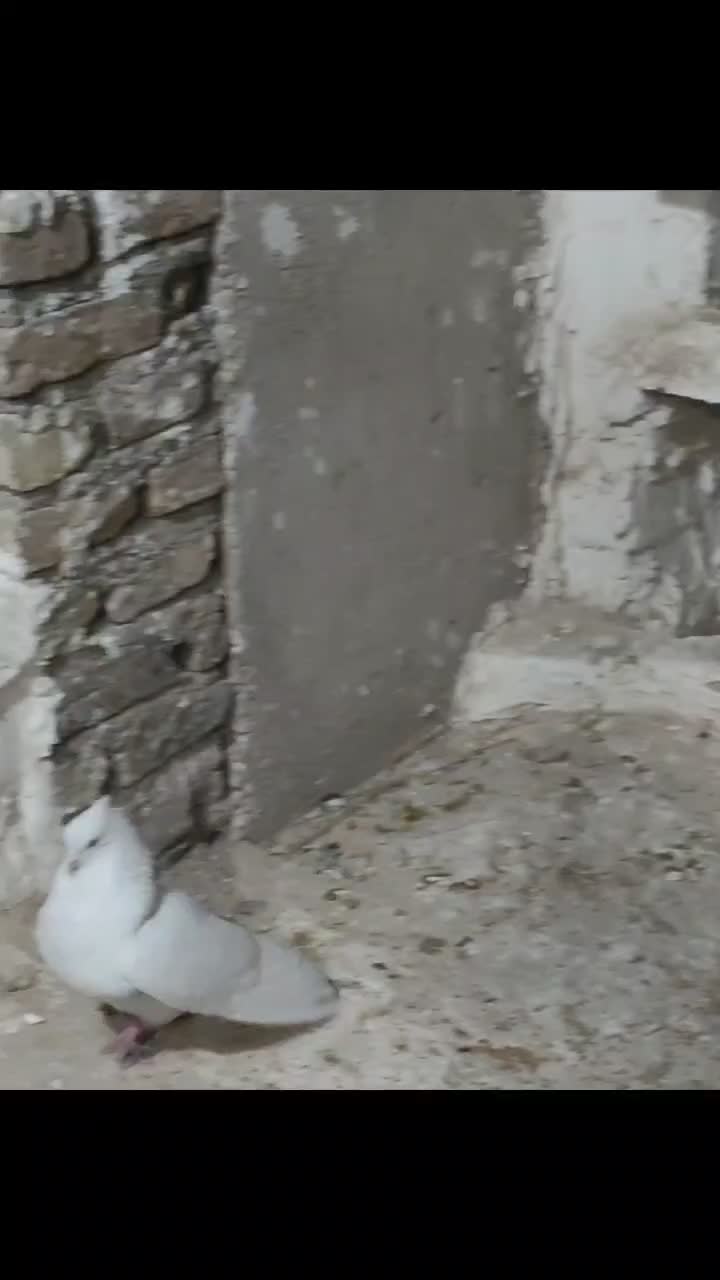 خوشونه لون|پرنده|خرم‌آباد, |دیوار