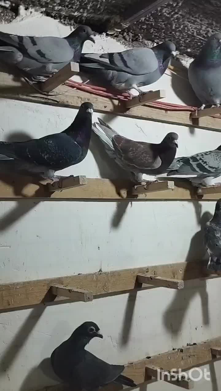 نر کفتر فروشی|پرنده|تربت‌حیدریه, بالا ولایت|دیوار