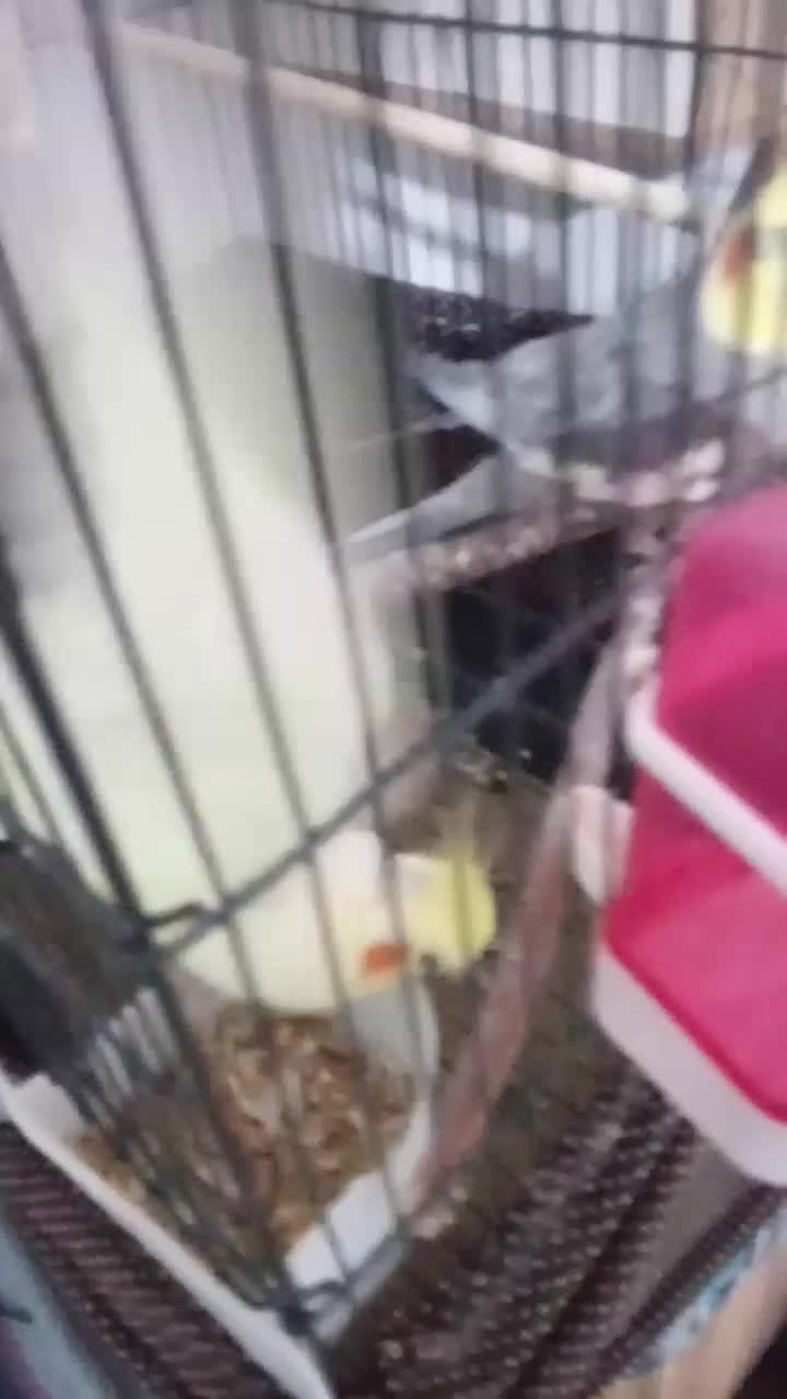 دو جفت عروس هلند سالم نر ماده|پرنده|شبستر, |دیوار