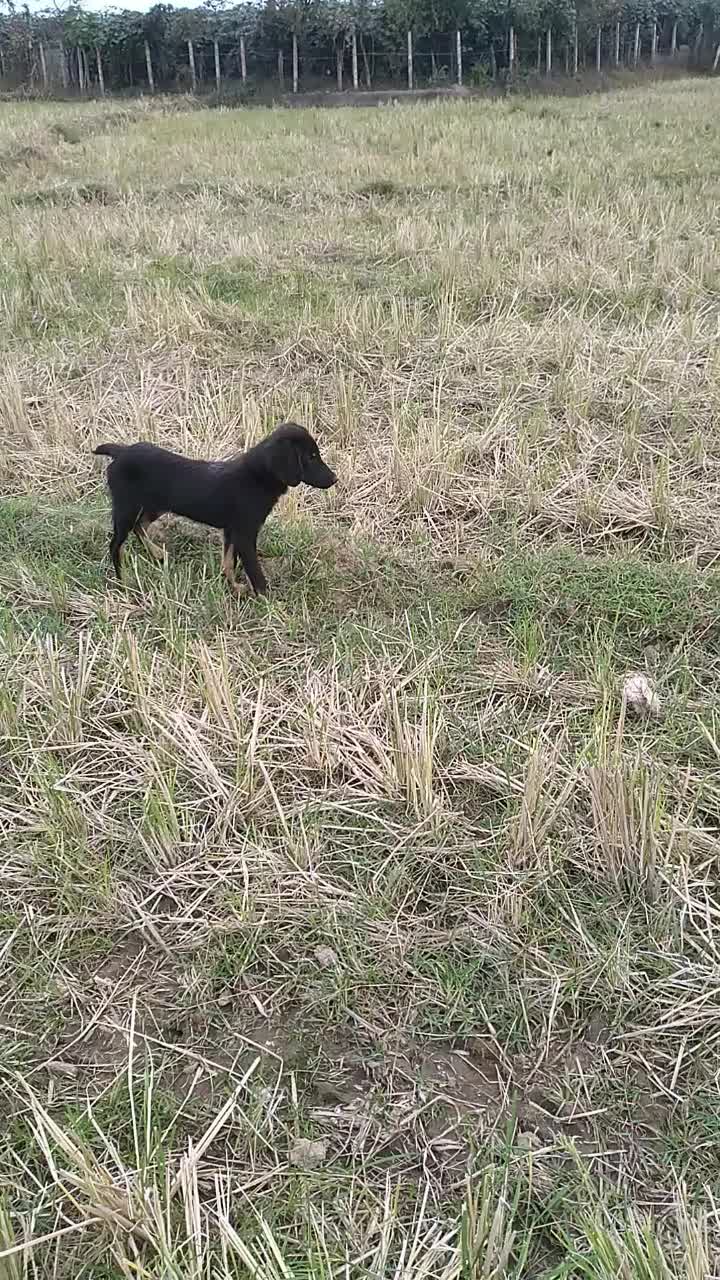 توله سیتر ۳ ماهه|سگ|حویق, |دیوار