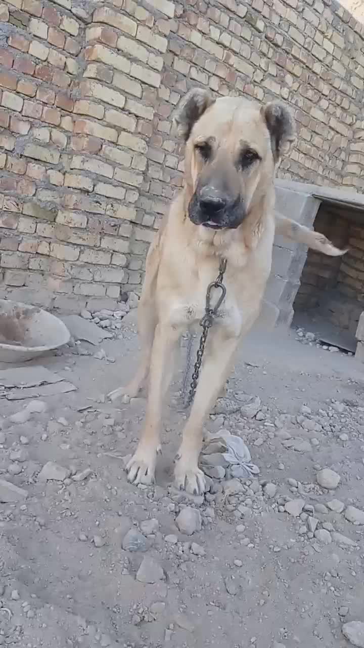 سگ سرابی|سگ|قیدار, |دیوار