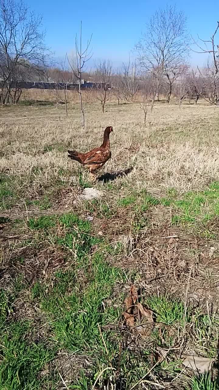 مرغ لاری|حیوانات مزرعه|مشگین شهر, |دیوار