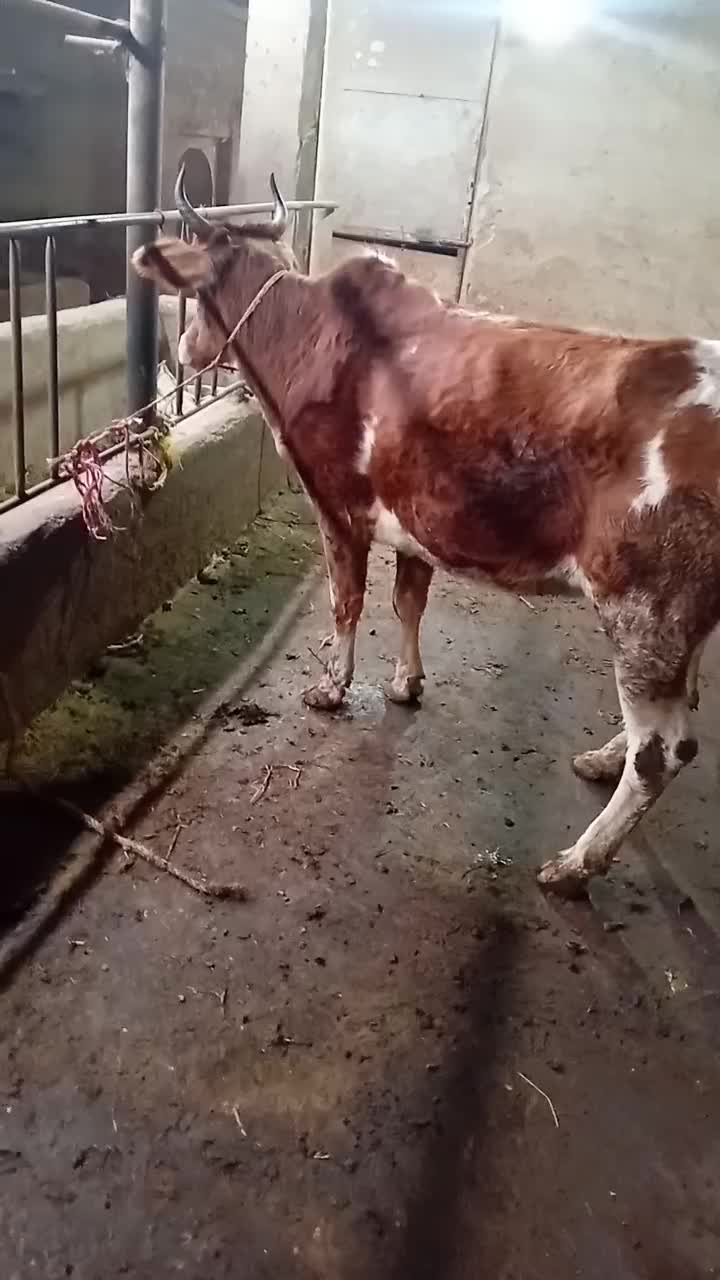 گاو تلیسه آبستن۷ماه جنگلی دودندان|حیوانات مزرعه|گلوگاه بابل (گلیا), |دیوار