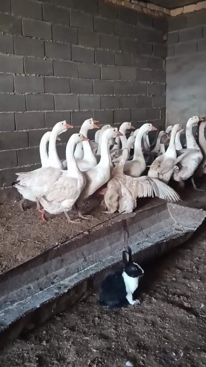 غاز لیندا و خاکستری و غاز محلی همه سالم و چاق|حیوانات مزرعه|سیمین شهر, |دیوار