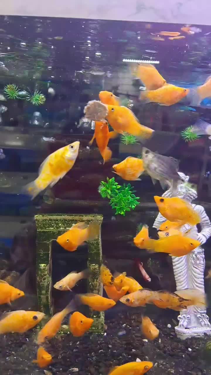 جمجمه آکواریوم ماهی تزئینی چند مدل|ماهی|مشهد, نیزه|دیوار