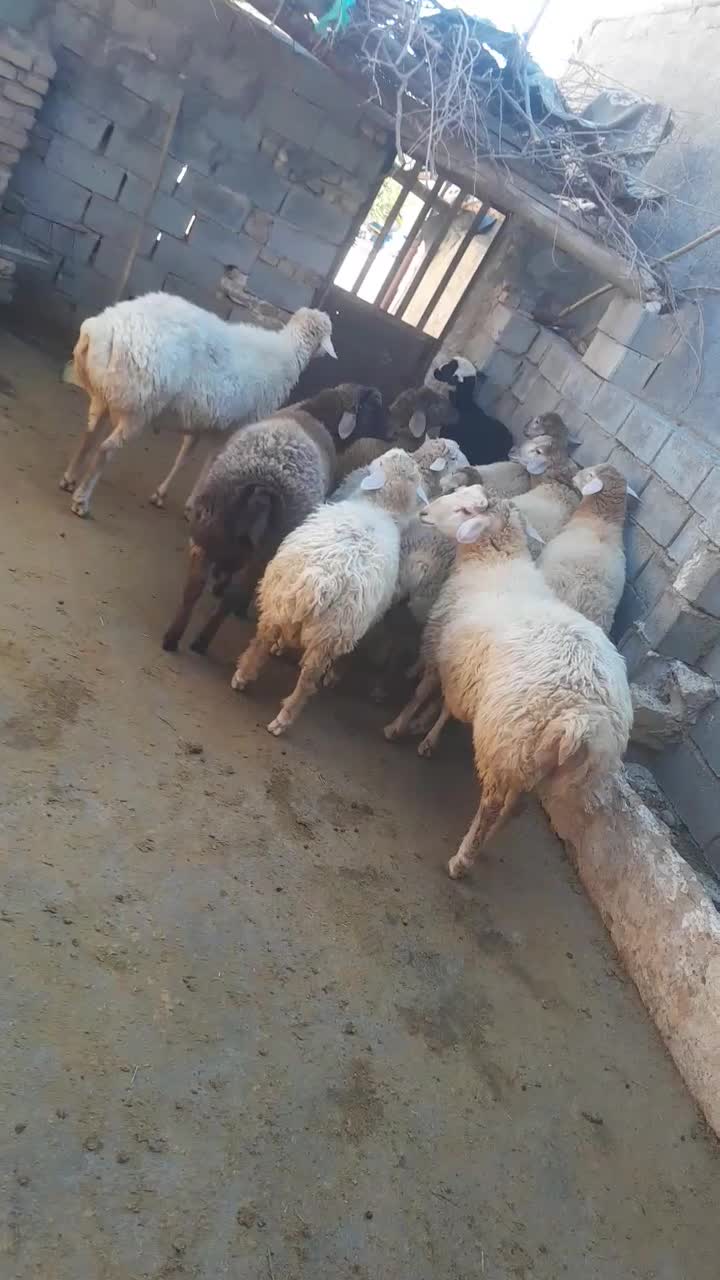 ۱۲عدد بره و یک عدد قوچ موقانی درجه یک ب فروش میرسد|حیوانات مزرعه|بجنورد, |دیوار