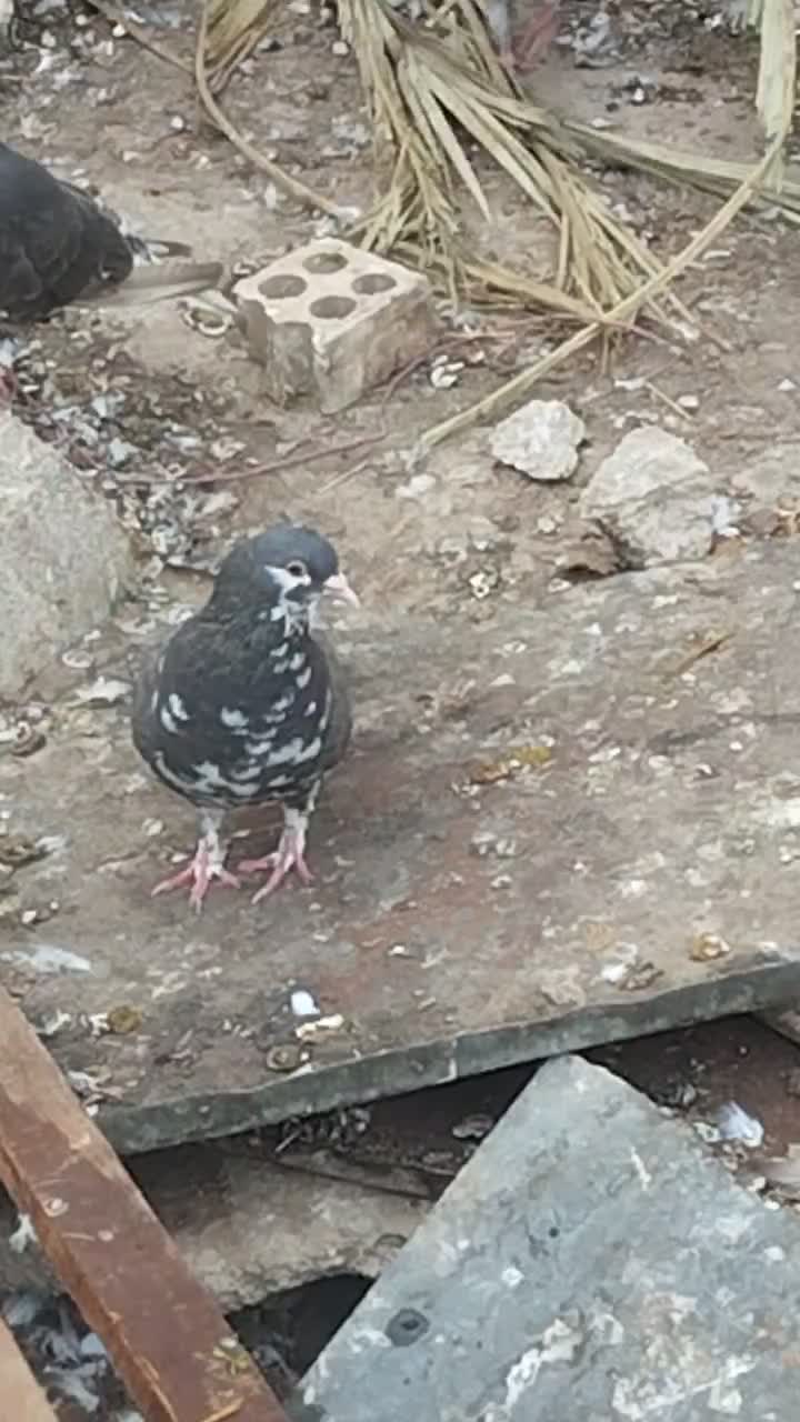 خوشرنگ قهوه ای ماده|پرنده|برازجان, |دیوار