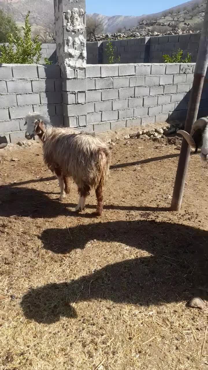 میش|حیوانات مزرعه|دهدشت, |دیوار