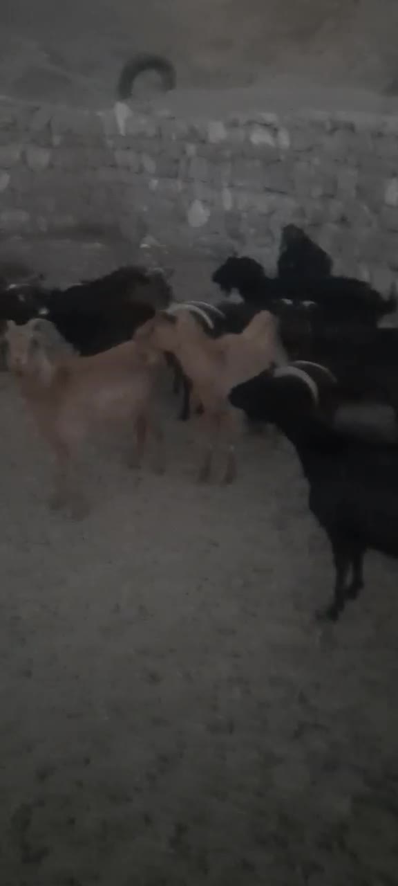 فروش فوری بز بومی.|حیوانات مزرعه|اردکان, |دیوار