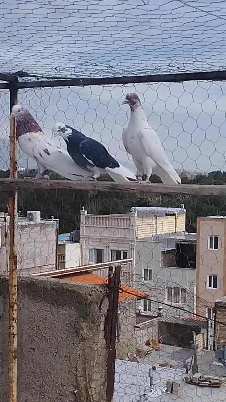 کفتر کبوتر|پرنده|مشکین‌دشت, |دیوار