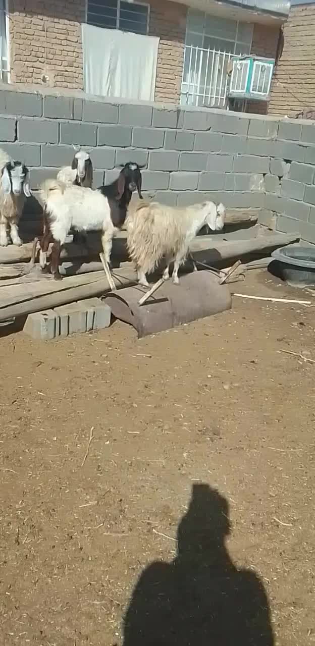 ۷راس بره ماده افشار سبک وزن ۴راس بزغاله نر|حیوانات مزرعه|رضویه, |دیوار