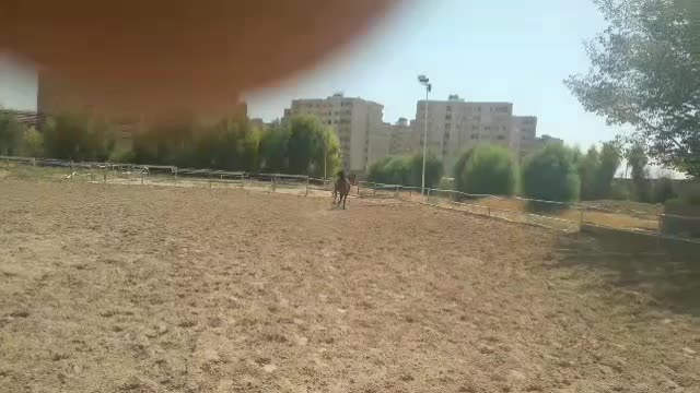 مادیان ۳ ساله نژاد کرد|اسب و تجهیزات اسب‌سواری|شیراز, دشت چنار|دیوار