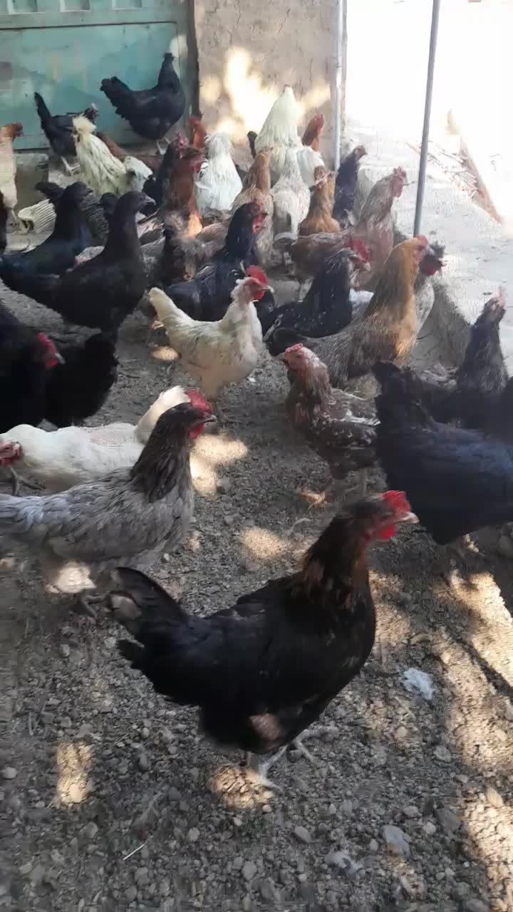 مرغ تخمگذار خوب سالم سر حال|حیوانات مزرعه|نجف‌آباد, نجف‌آباد|دیوار