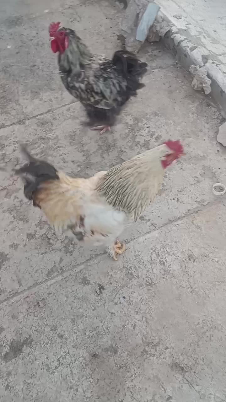 خروس برهما|حیوانات مزرعه|پاکدشت, پاکدشت (مامازند)|دیوار