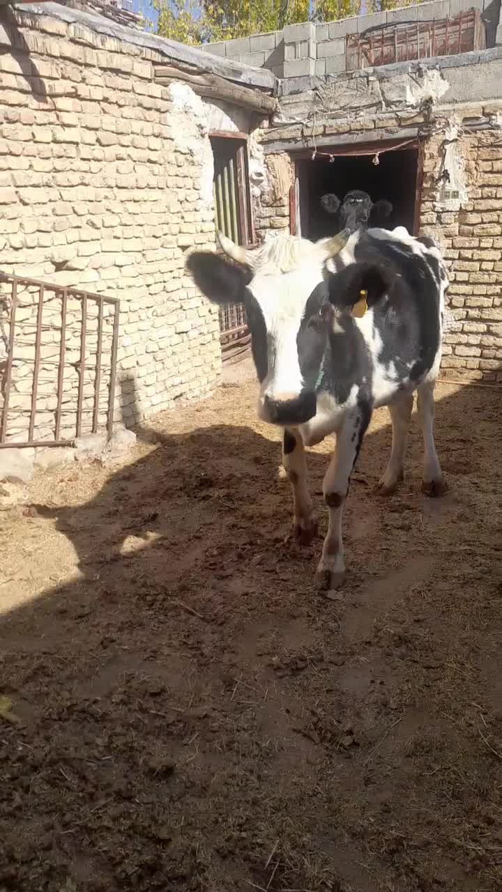 گوساله و گاو|حیوانات مزرعه|اصفهان, باغ نگاره|دیوار