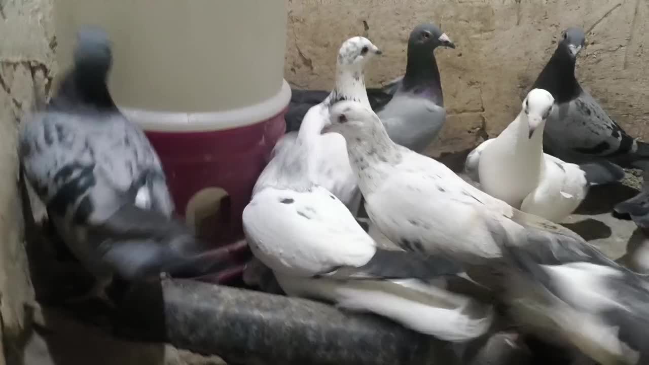 دسته پلاکی،سبز،سرور،بزک،سیاه واکسی|پرنده|شیراز, محمدیه|دیوار